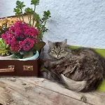 Dolomiti Bey Haus Pinter Assling