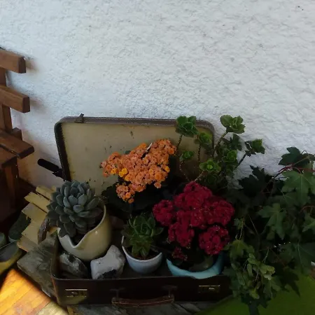 Dolomiti Bey Haus Pinter 3* Assling