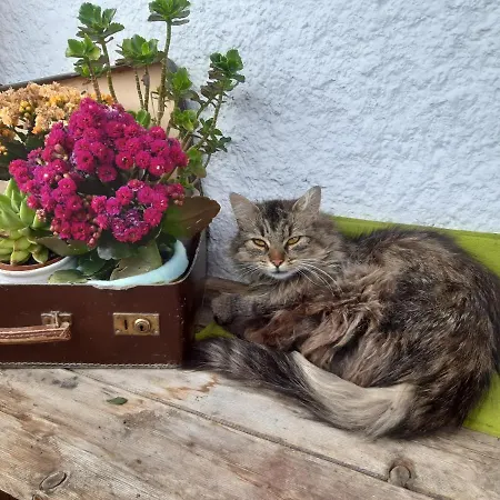 Dolomiti Bey Haus Pinter Assling