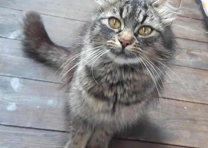 לינה וארוחת בוקר Dolomiti Bey Haus Pinter