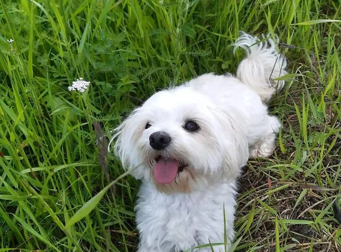 Dolomiti Bey Haus Pinter 3* Assling