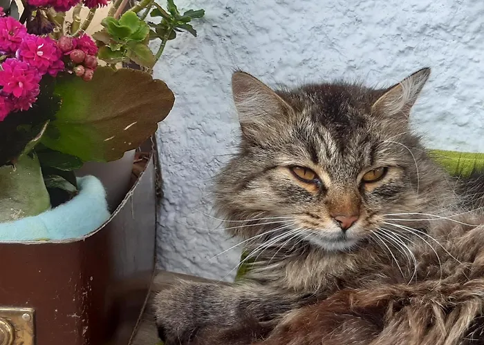 Dolomiti Bey Haus Pinter לינה וארוחת בוקר