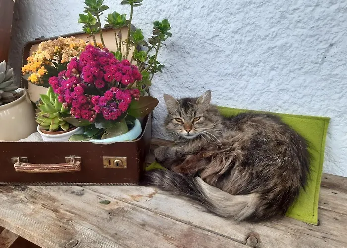 Dolomiti Bey Haus Pinter Assling