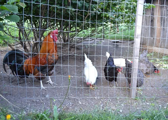 לינה וארוחת בוקר Dolomiti Bey Haus Pinter 3*